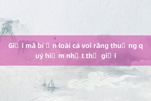 Giải mã bí ẩn loài cá voi răng thuổng quý hiếm nhất thế giới