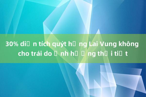 30% diện tích quýt hồng Lai Vung không cho trái do ảnh hưởng thời tiết