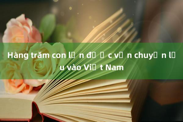 Hàng trăm con lợn được vận chuyển lậu vào Việt Nam